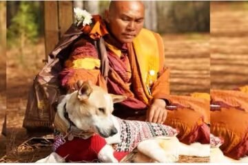 Aloka, el perro por la paz que acompaña a monjes budistas en una caminata por Estados Unidos